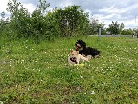 002IMG 20170523 133728